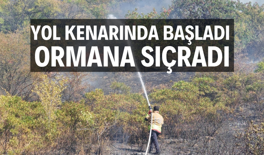 Yol kenarında başlayan yangın ormanlık alana sıçradı