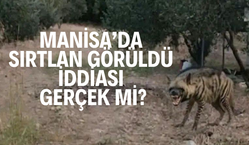 Manisa’da sırtlan görüldü iddiası gerçek mi?