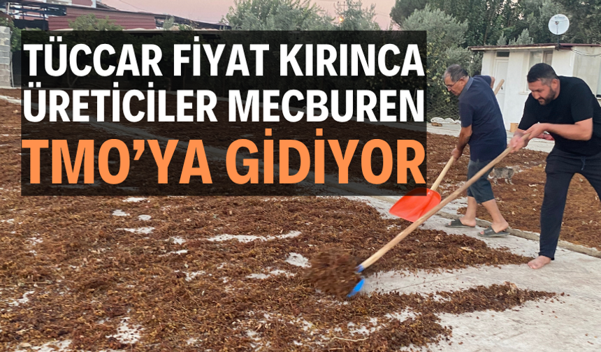 Tüccar fiyat kırınca üreticiler mecburen TMO’ya gidiyor