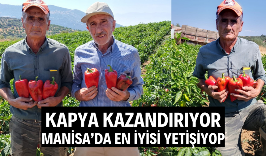 Salihli’de kapya biberde hasat zamanı