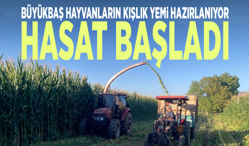 Büyükbaş hayvanların kışlık yemi hazırlanıyor... Hasat başladı