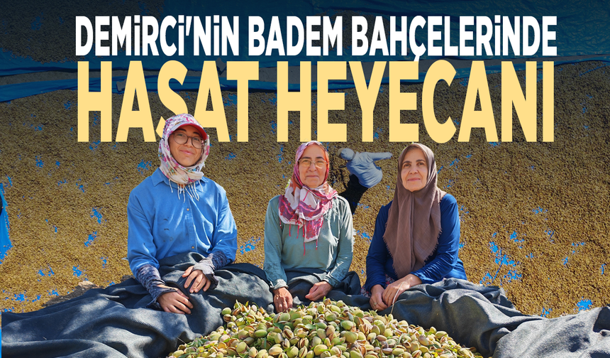 Demirci'nin badem bahçelerinde hasat heyecanı