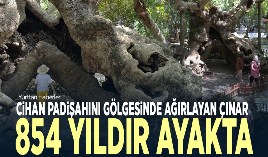 Cihan padişahını gölgesinde ağırlayan çınar, 854 yıldır ayakta