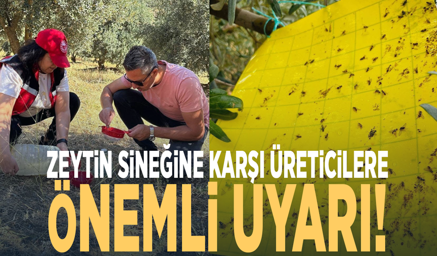 Zeytin sineğine karşı üreticilere önemli uyarı!