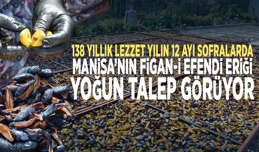 138 yıllık lezzet yılın 12 ayı sofralarda... Manisa’nın Figan-i Efendi Eriği yoğun talep görüyor