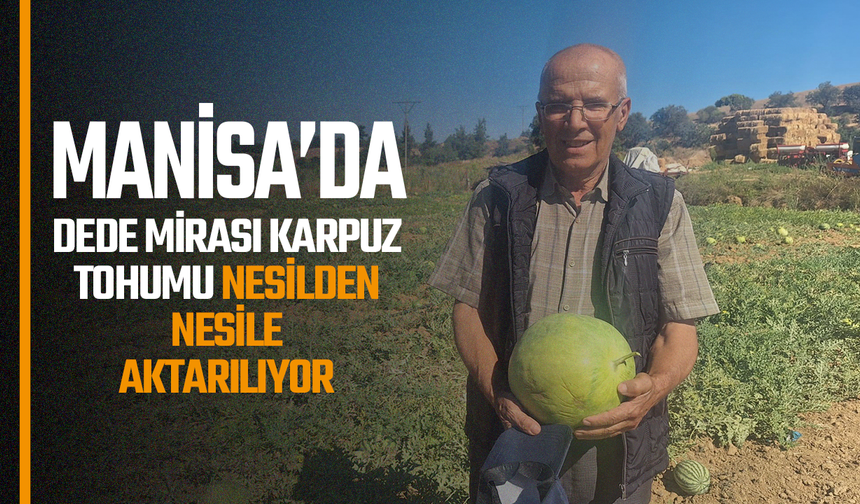 Manisalı çiftçi, dedesinden kalan ata tohumu karpuzları yaşatıyor