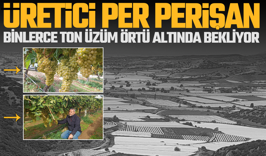 Manisa'da üzüm üreticisinin tonlarca üzümü örtü aldında kaldı