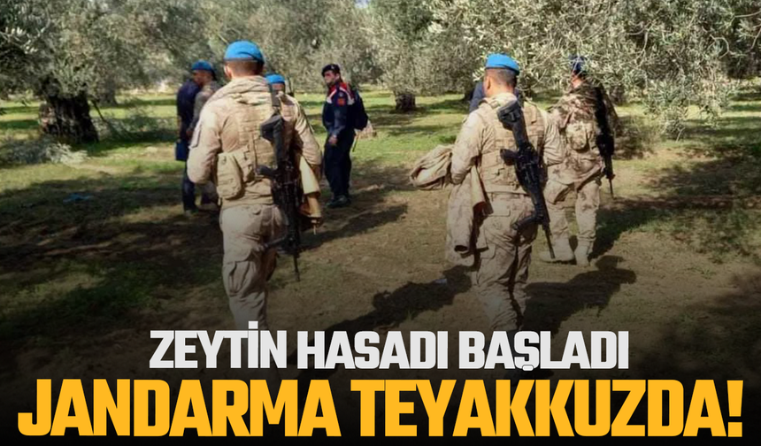 Zeytin Hasadı Başladı! Jandarma Tarlalarda Devriye Gezecek