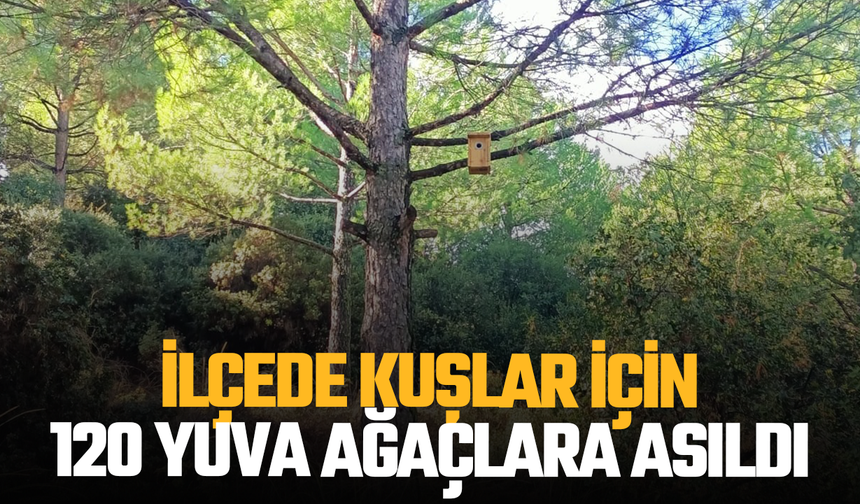 Kuşlar için 120 yuva ağaçlara asıldı