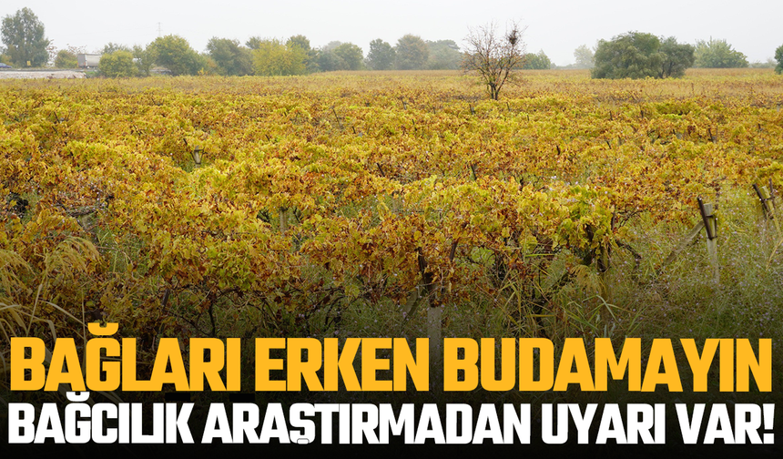 Bağları erken budamayın: Bağcılık araştırmadan uyarı var!
