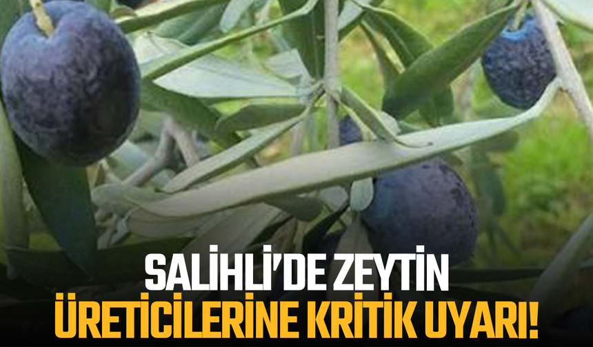 Salihli’de zeytin üreticilerine kritik uyarı! 3 gün içinde ilaçlama yapılmalı