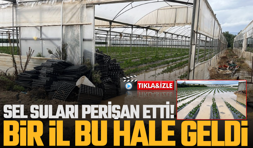 Sel çiftçiyi perişan etti: Ürünler sular altında kaldı!