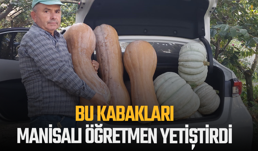 Bu kabakları Manisalı öğretmen yetiştirdi