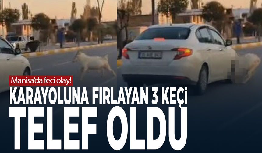 Manisa’da feci olay! Karayoluna fırlayan 3 keçi telef oldu