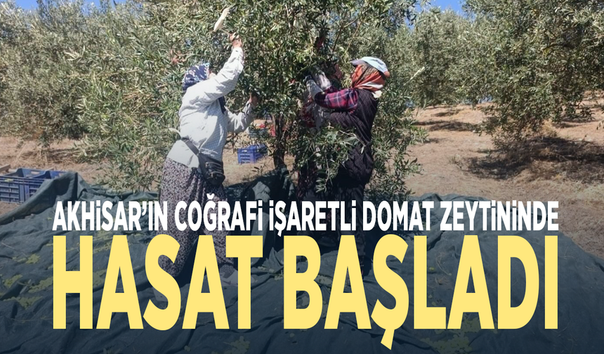 Akhisar’ın coğrafi işaretli Domat zeytininde hasat başladı