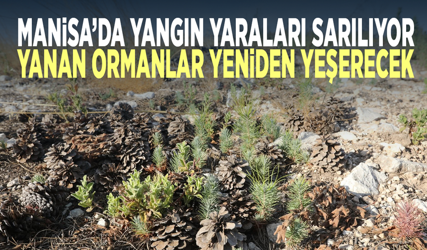 Manisa’da yangın yaraları sarılıyor...  Yanan ormanlar yeniden yeşerecek