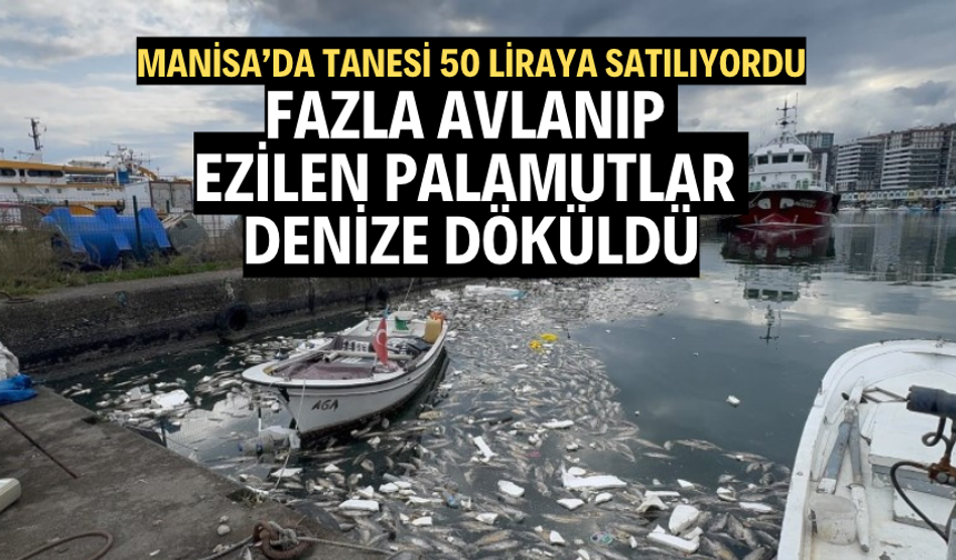 Fazla avlanıp ezilen palamutlar denize döküldü