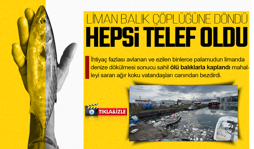 Palamut bolluğu çileye dönüştü, liman balık çöplüğüne döndü