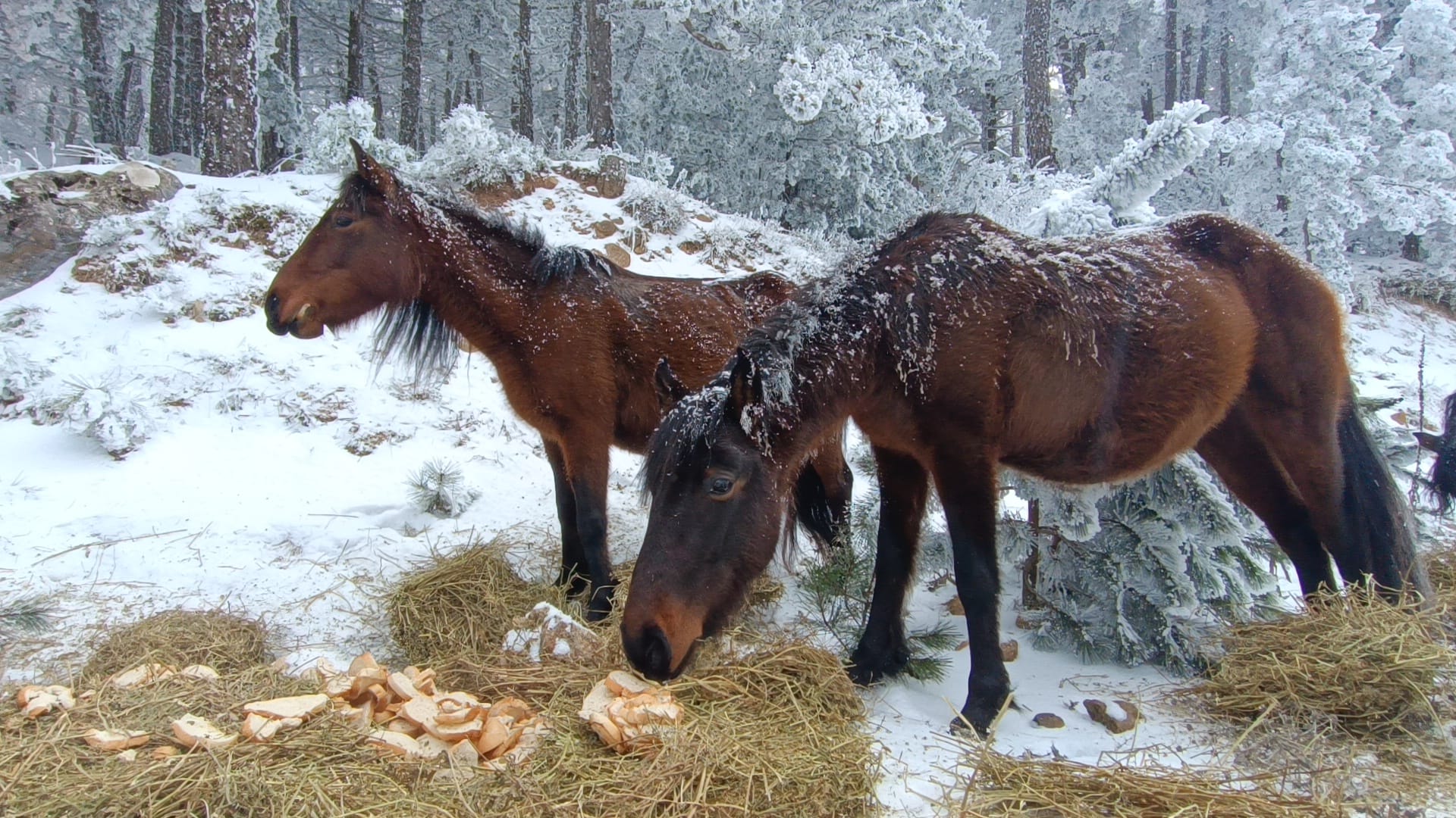 Whatsapp Image 2025 02 12 At 16.30.57 (1)