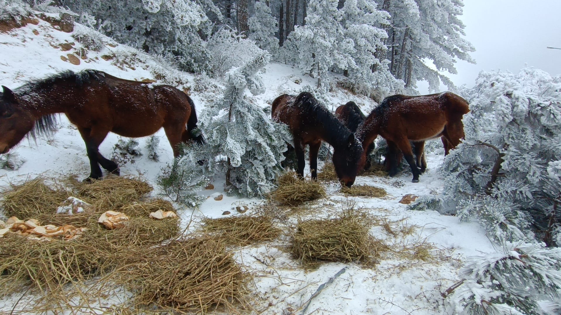 Whatsapp Image 2025 02 12 At 16.30.57