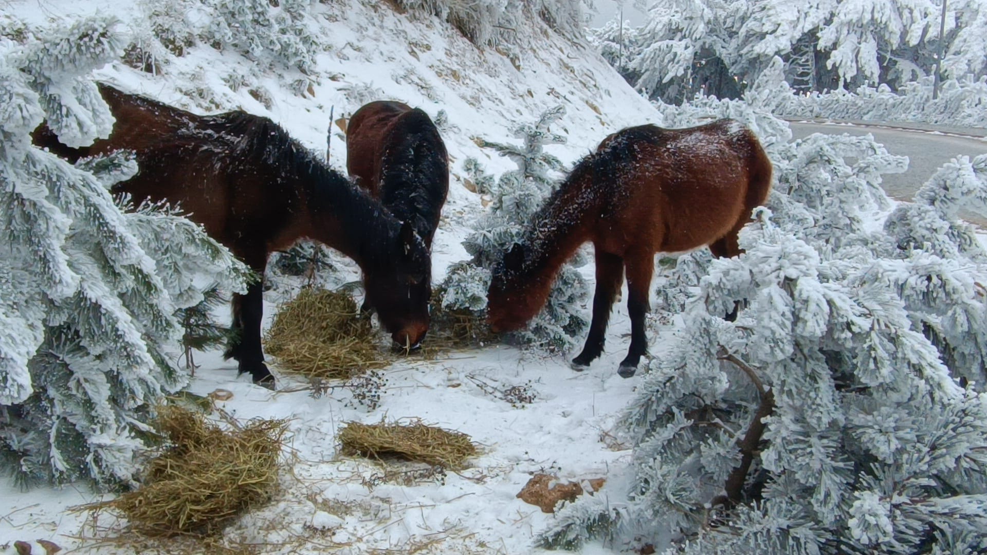 Whatsapp Image 2025 02 12 At 16.30.58