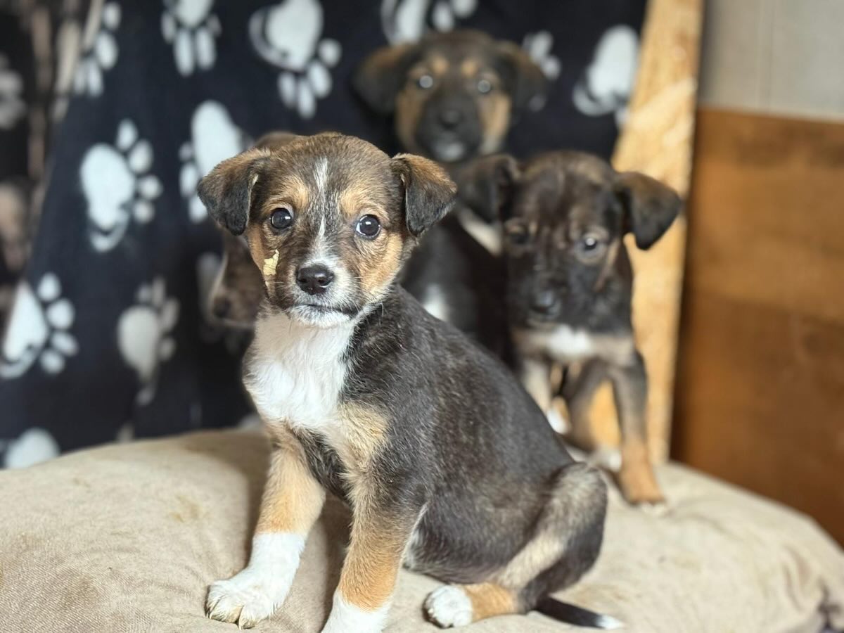 624008648 18505411813072940 1678031420430097733 N