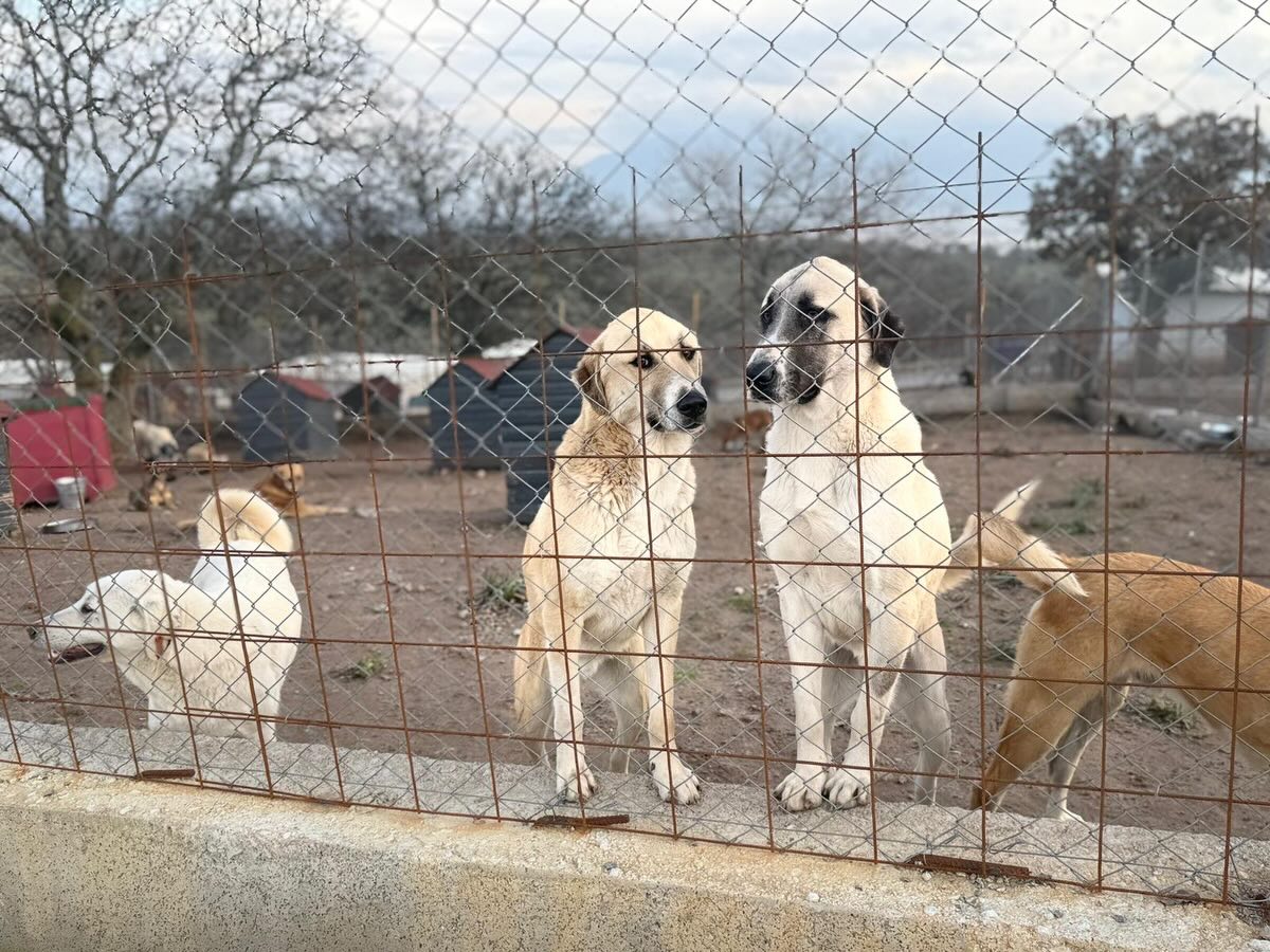 624243226 18505411870072940 1877667821305843593 N