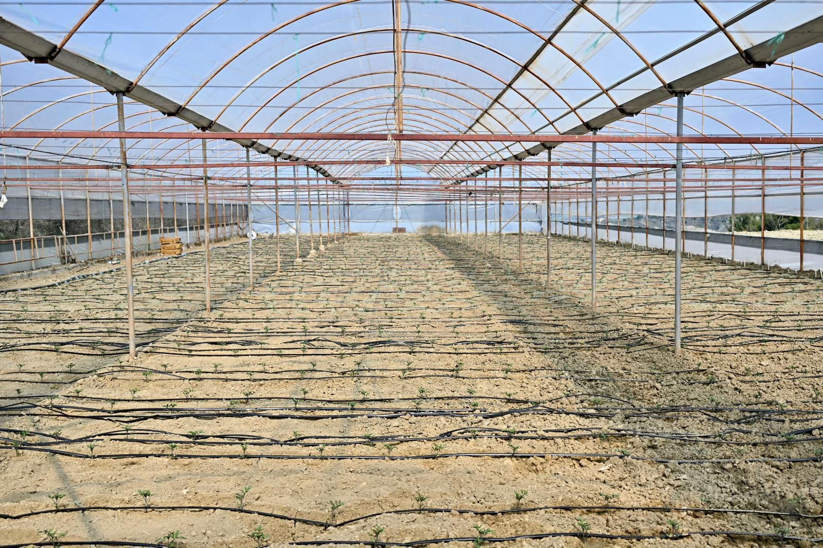 Gördes’te Üreticinin Yüzü Güldü 73 Bin Domates Fidesi Toprakla Buluşuyor (1)