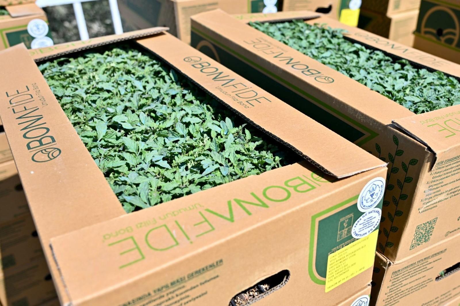 Gördes’te Üreticinin Yüzü Güldü 73 Bin Domates Fidesi Toprakla Buluşuyor (5)